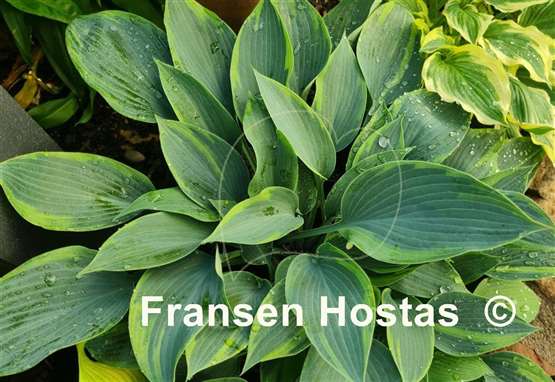 Hosta Olympic Twilight